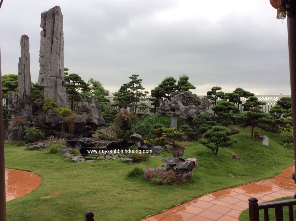 cây tùng cối bonsai