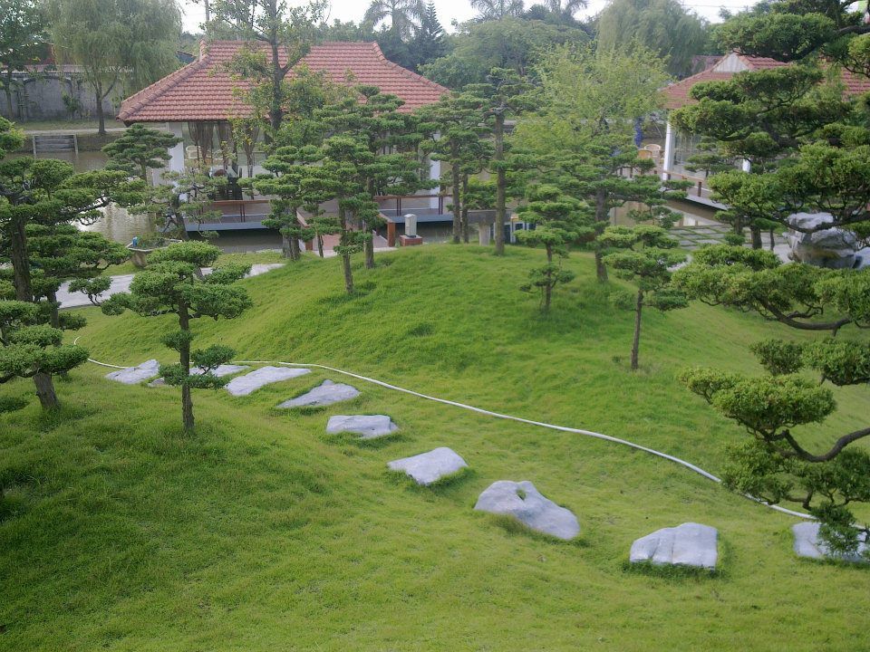 đồi tùng đẹp