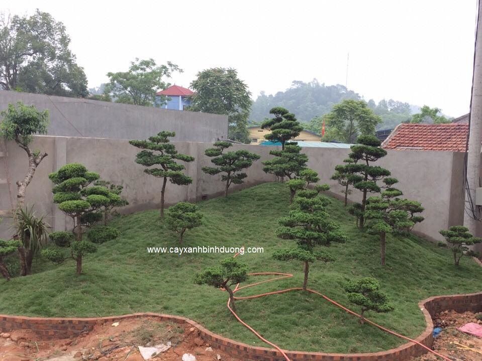 cây tùng kim