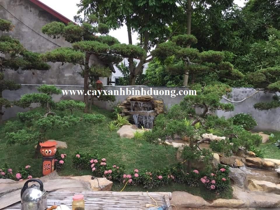 tiểu cảnh đồi tùng