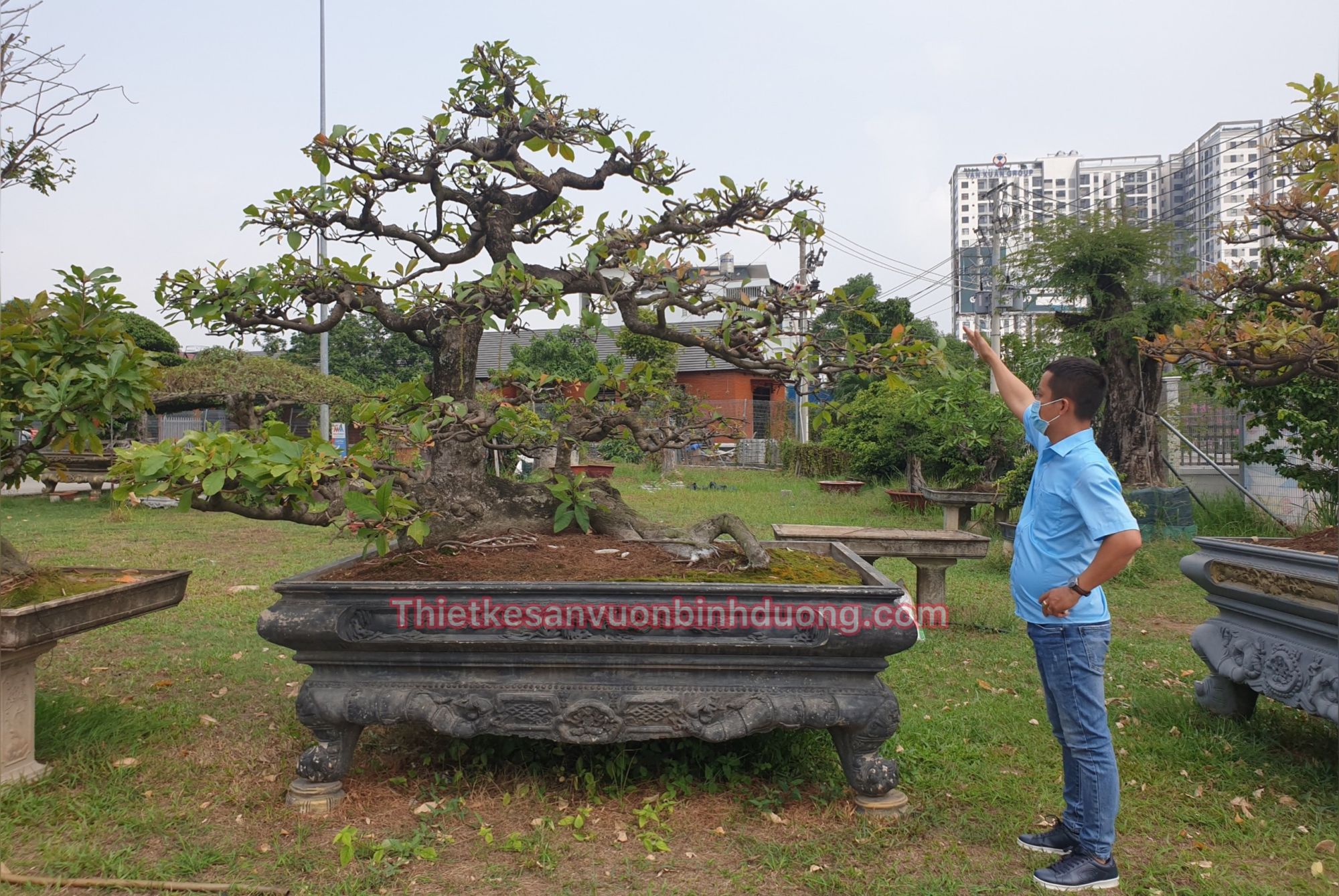 Cay Loc Vung Dep