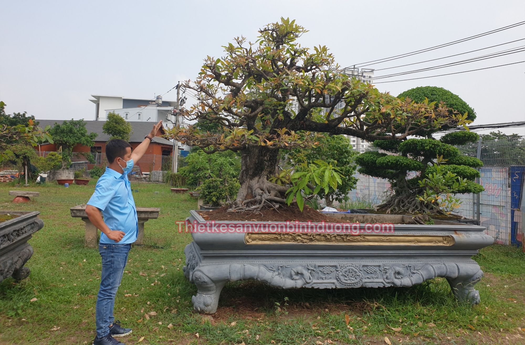 Cay Loc Vung
