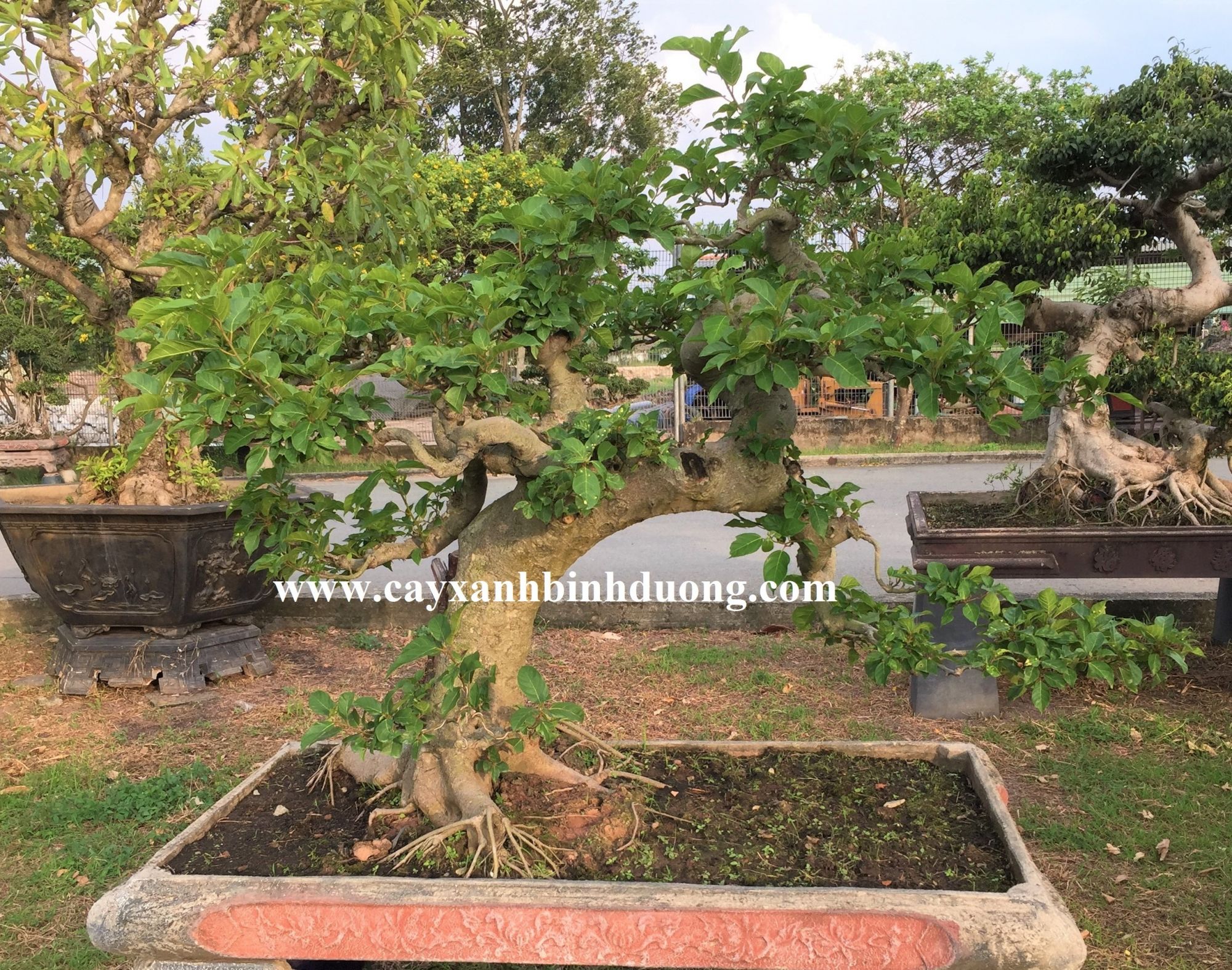 Cây Sung bonsai đẹp giá rẻ ở Bình Dương và Sài Gòn –