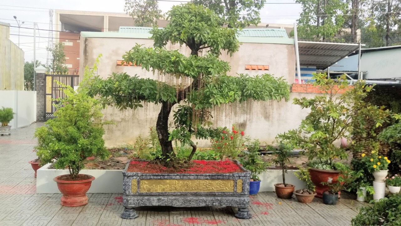 lộc vừng bonsai