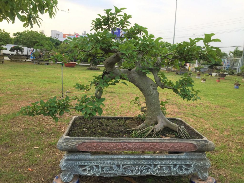 cây sung bonsai