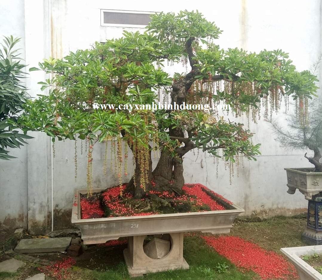 Cây Lộc Vừng đẹp