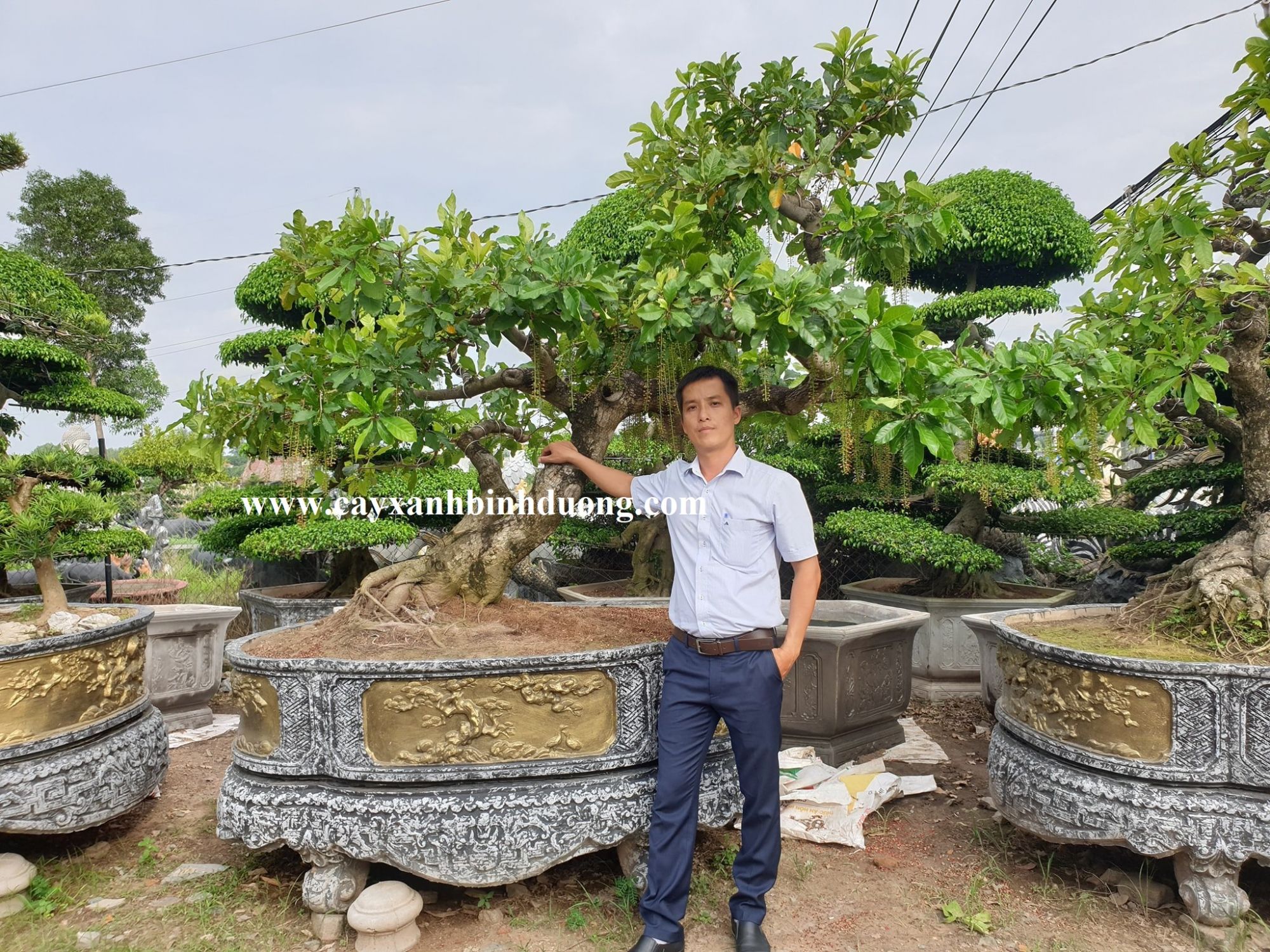 dáng cây lộc vừng đẹp