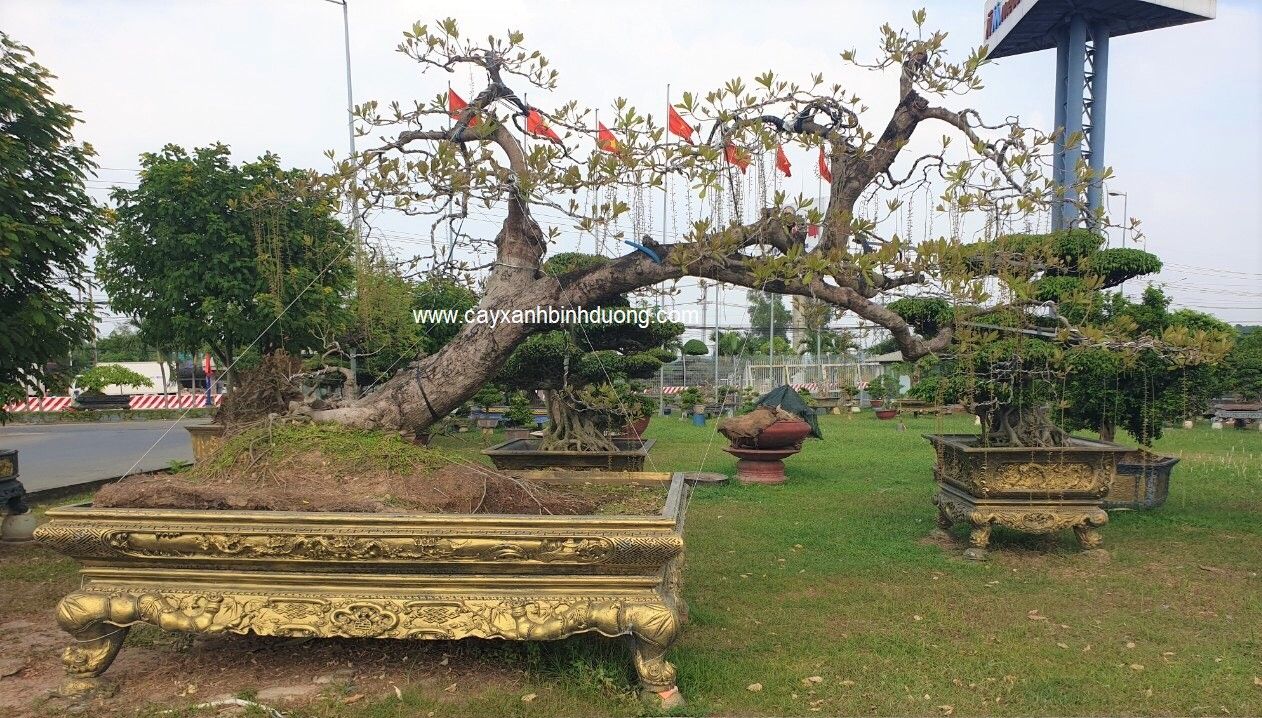 lộc vừng đẹp