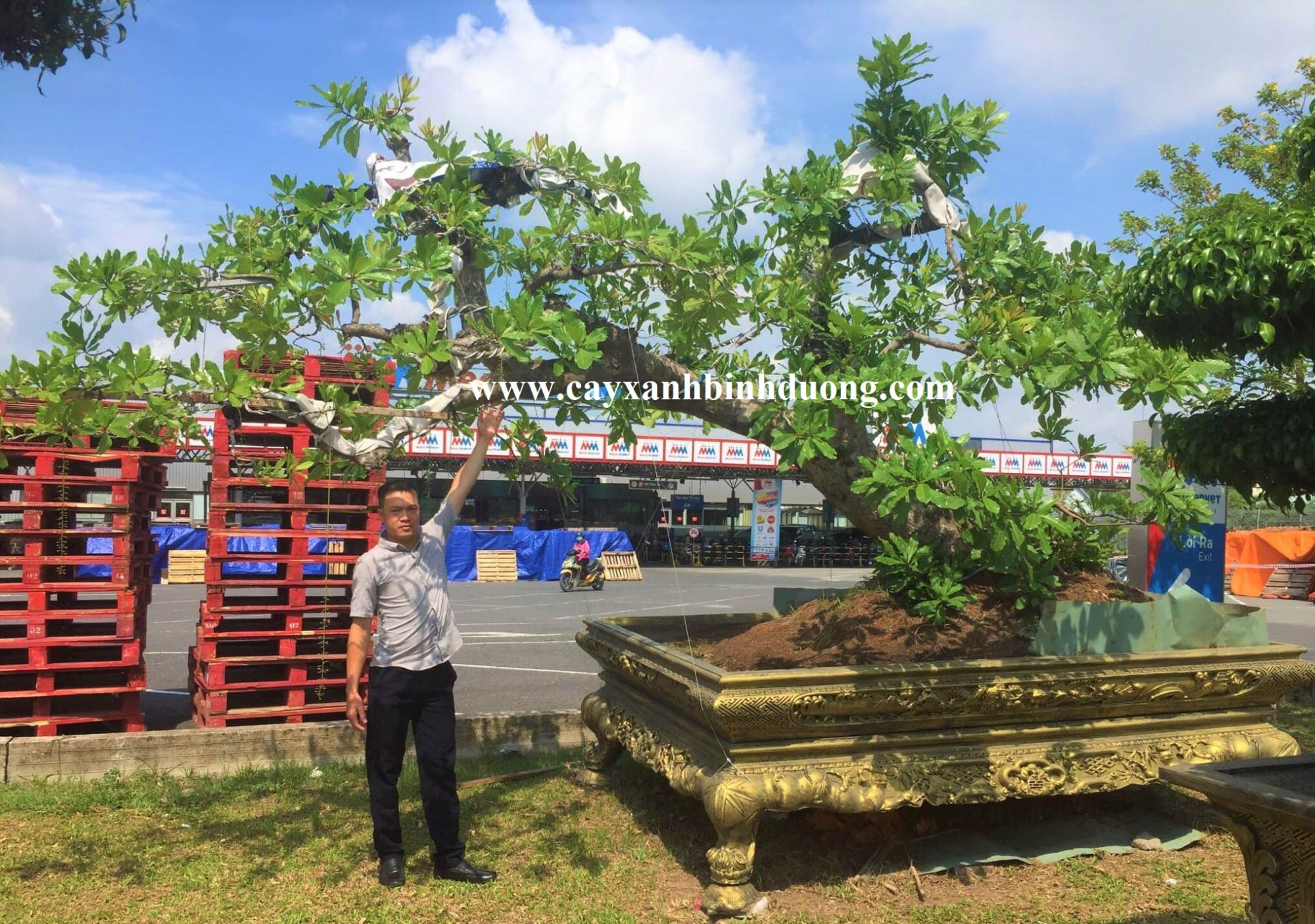 cây lộc vừng bonsai