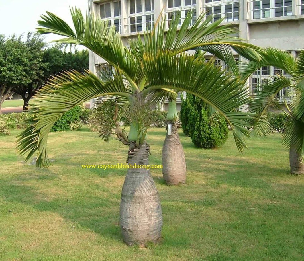 Cây Cau Sâm Banh