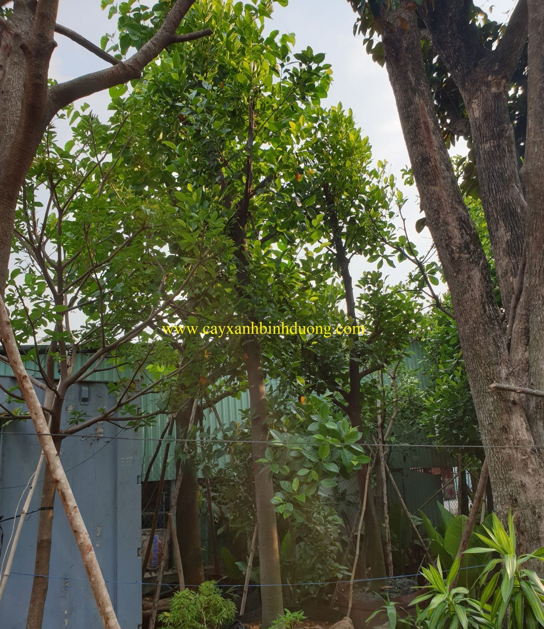 Cây Mít đẹp