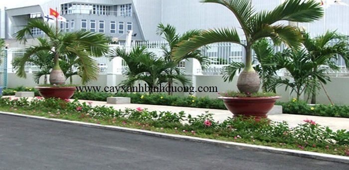 Giá Bán Cây Sâm Banh