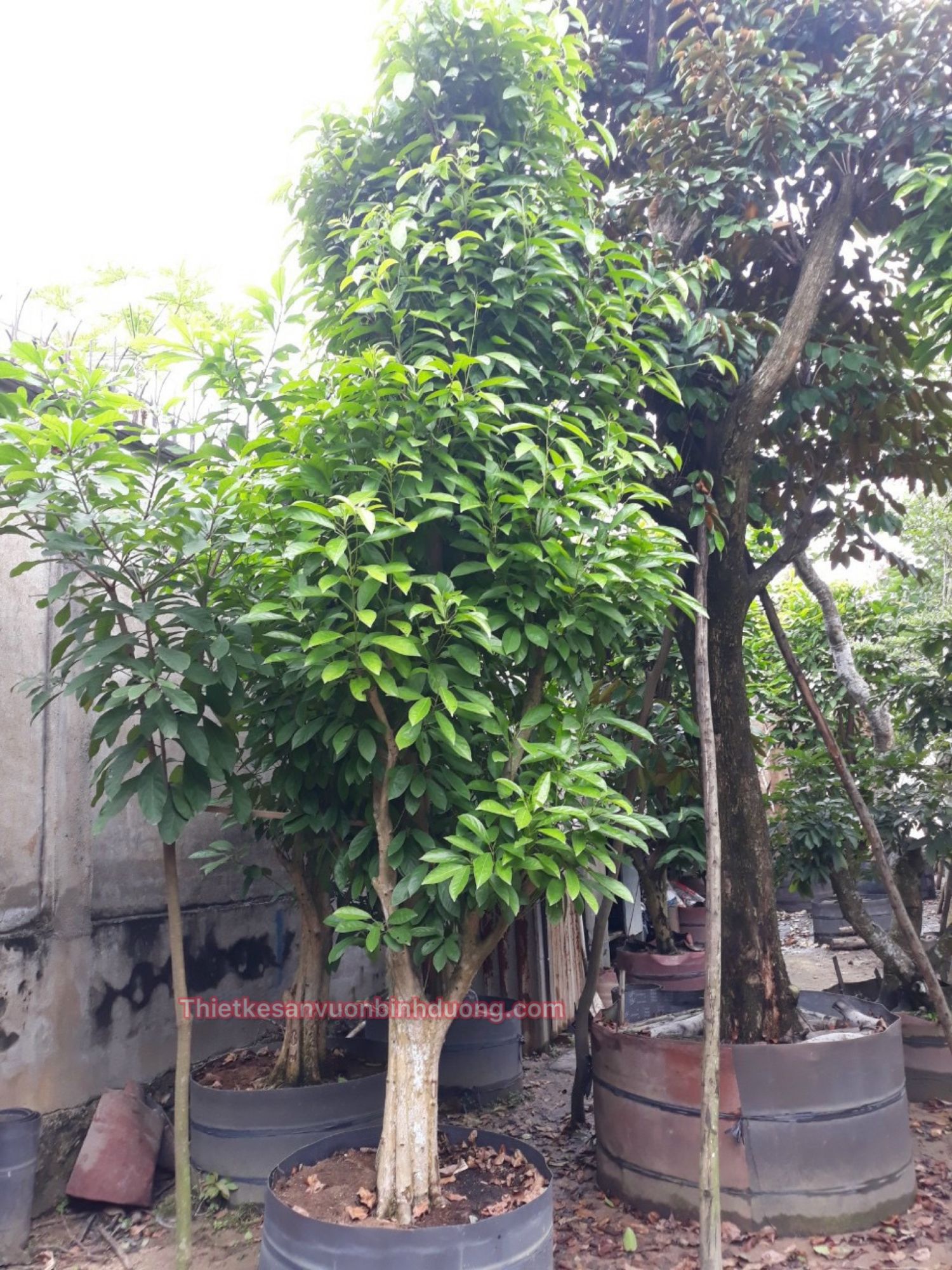 Cay Dau Da Binh Duong