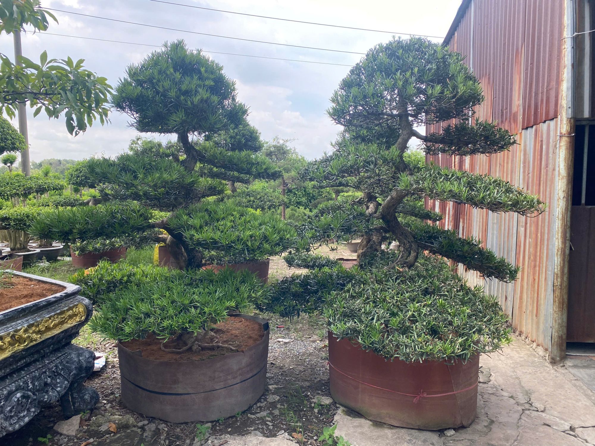 tung la han dang truc