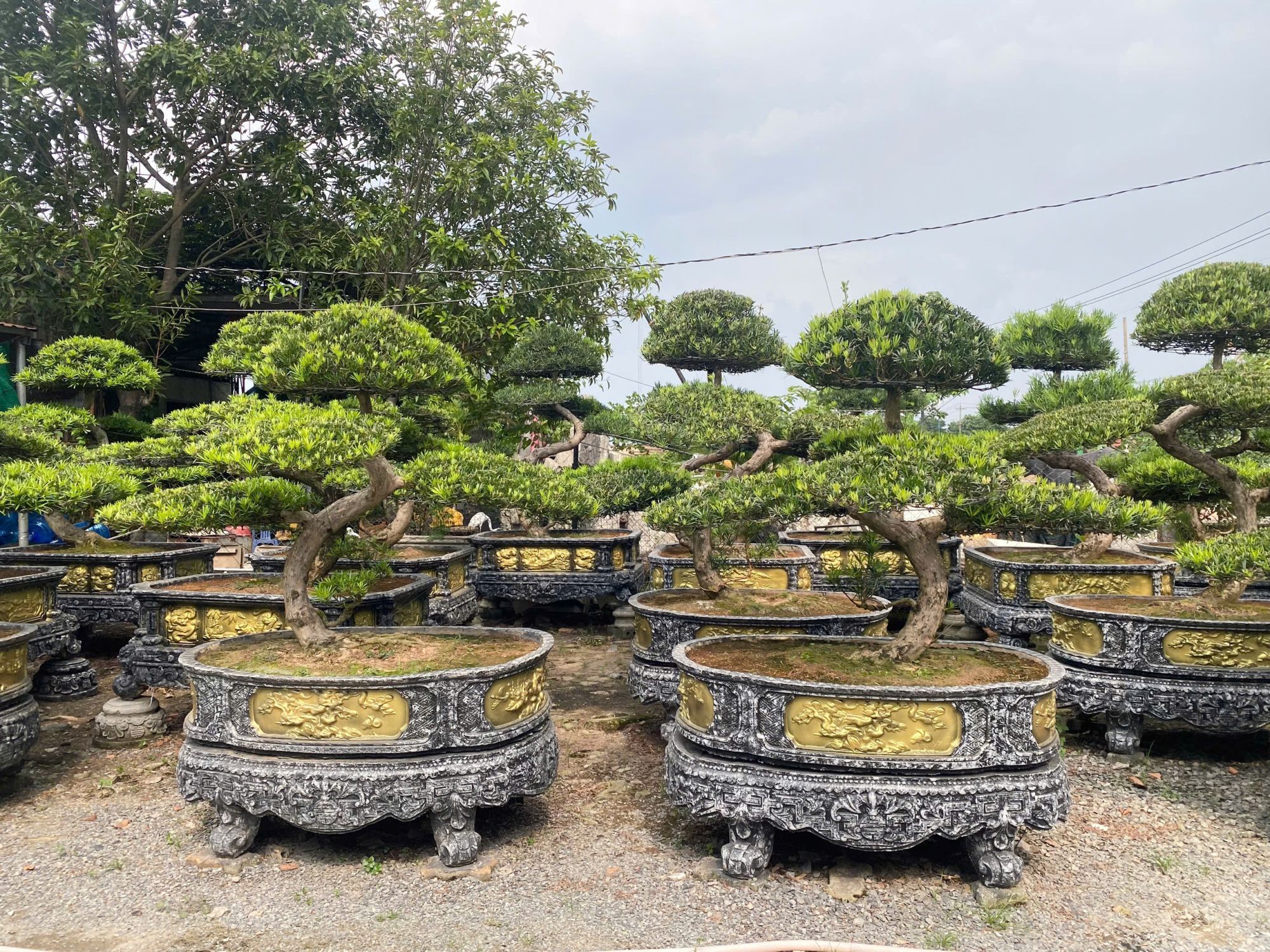 tung la han bonsai