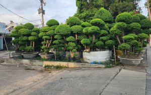 cay mai chieu thuy