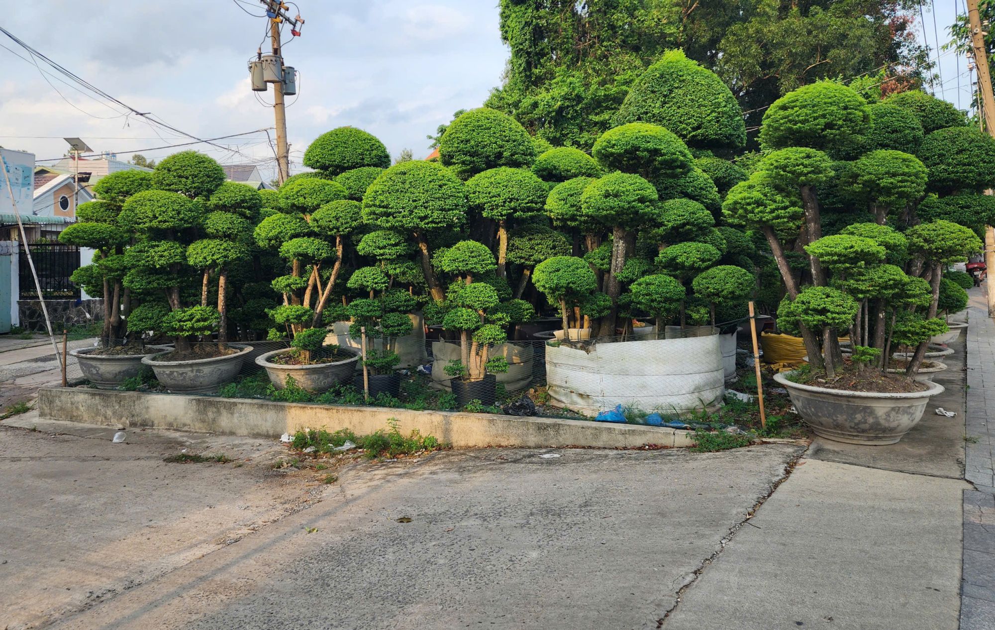 cay mai chieu thuy