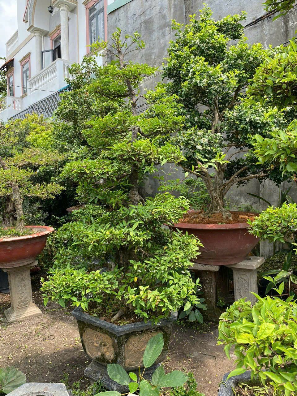 mai chieu thuy bonsai