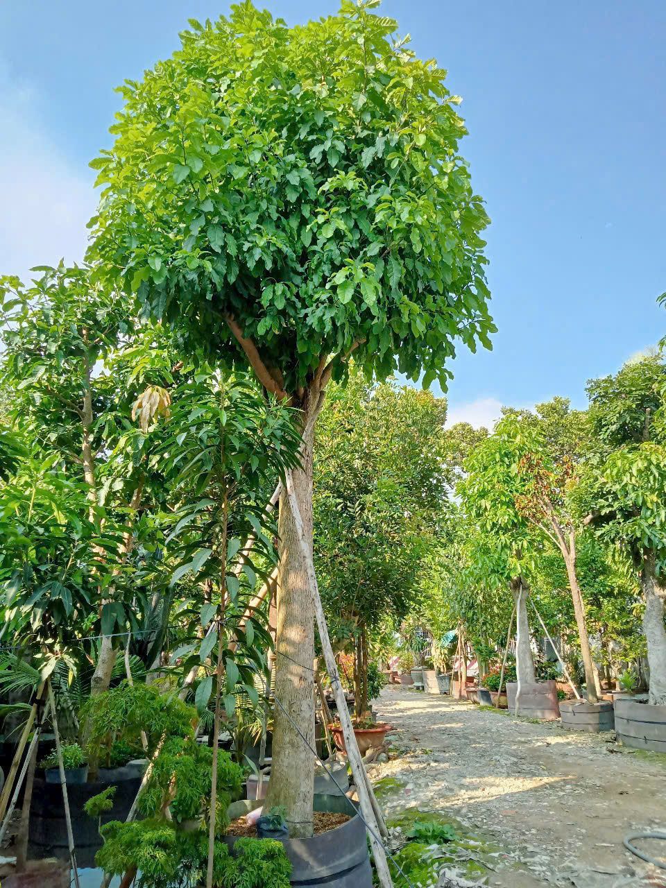 cay loc vung