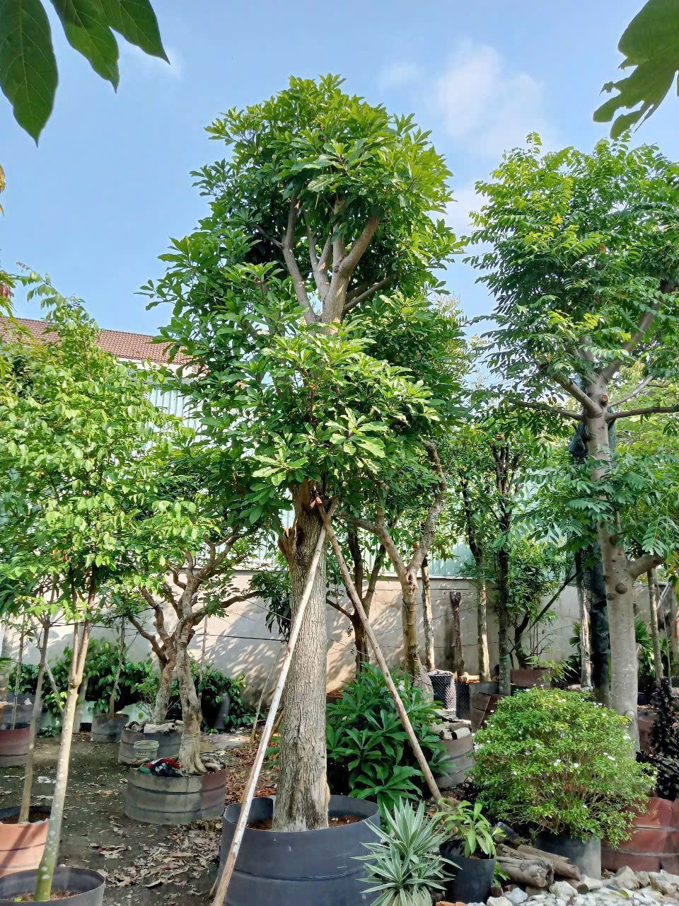 cay loc vung