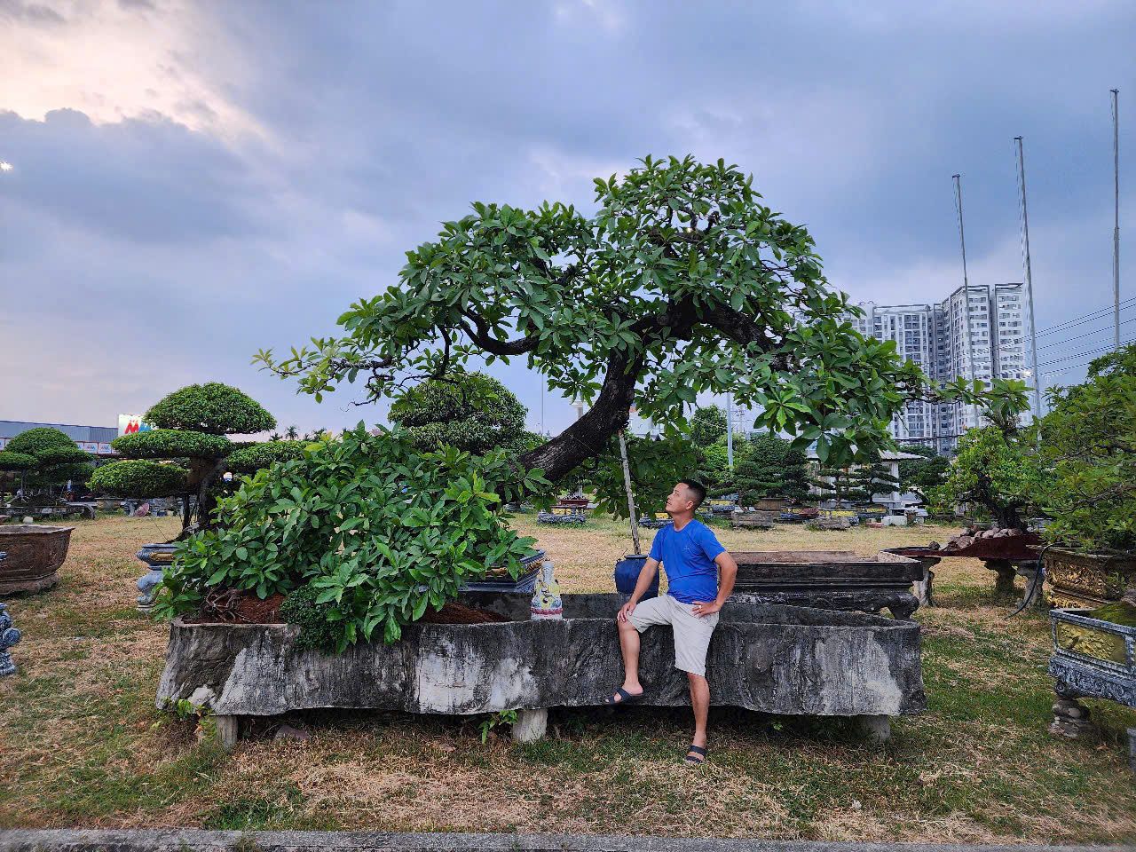 loc vung bonsai