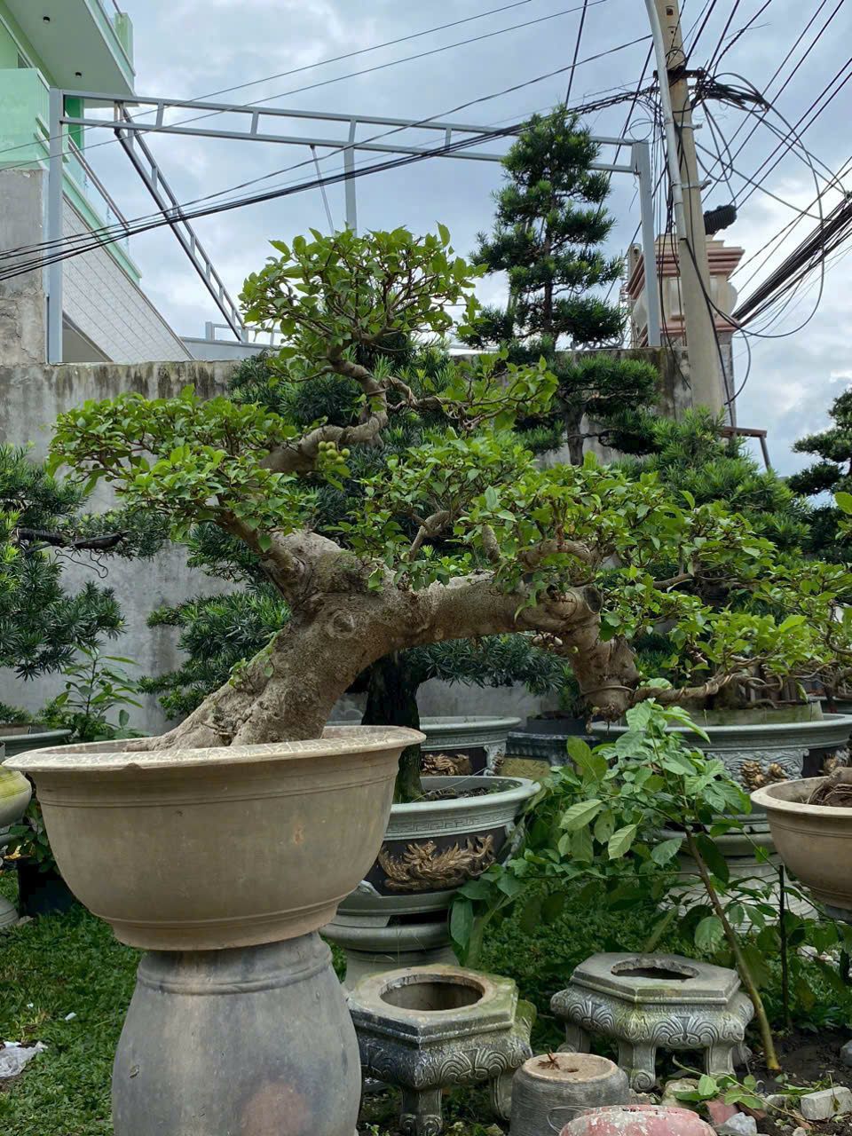 cách chăm sóc cây sung