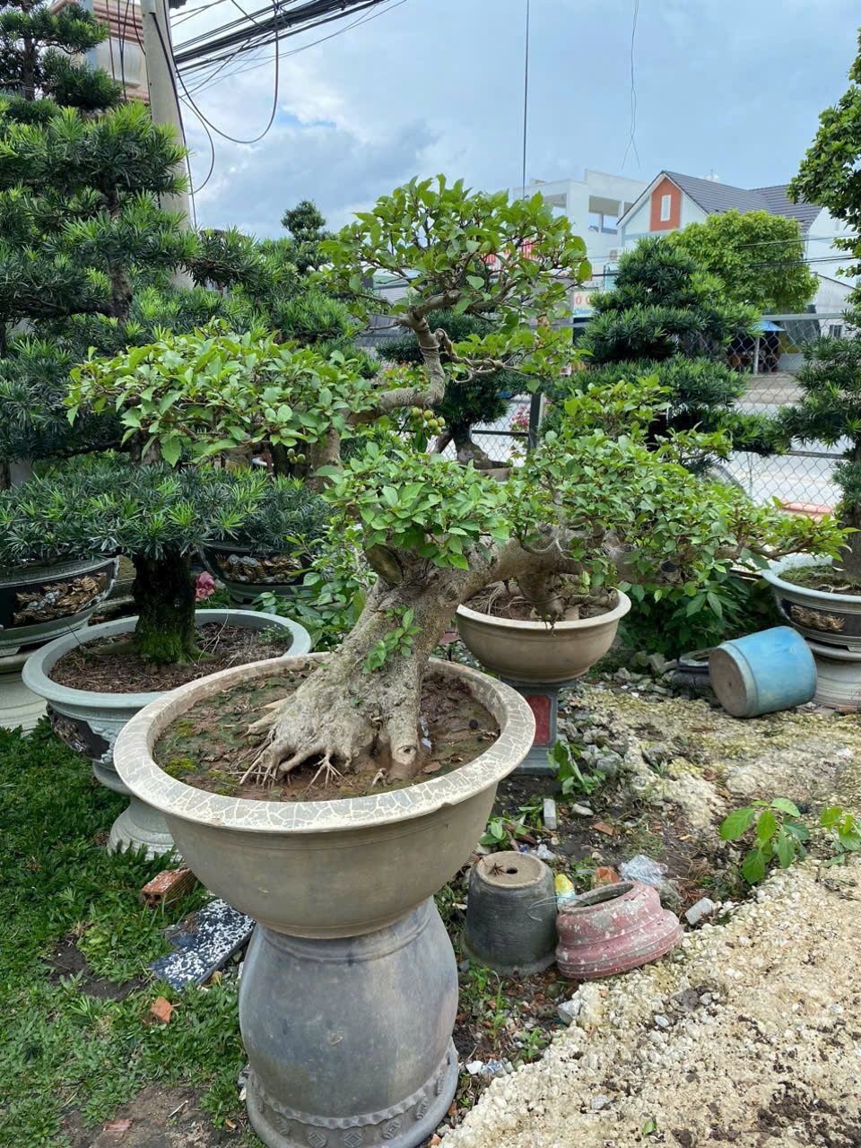 cay sung bonsai