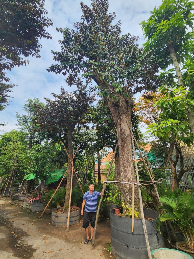 cay vu sua