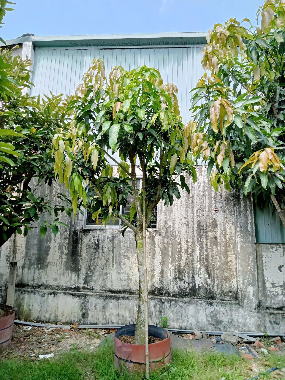 cách chăm sóc cây xoài