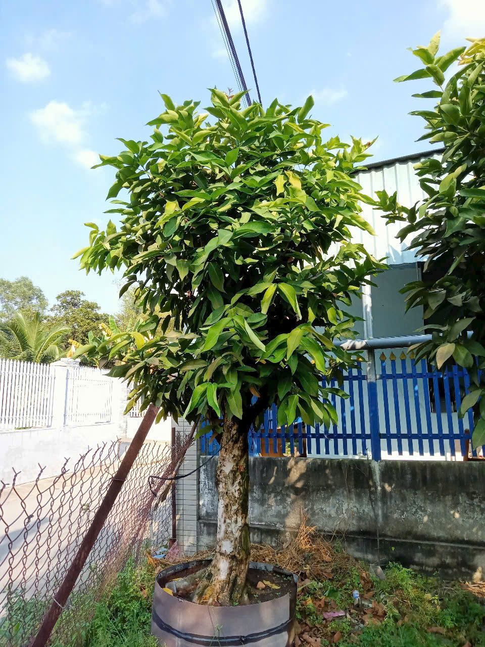 Cay Man Mien Nam Gia Re