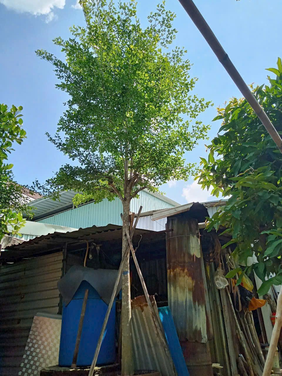 bang dai loan