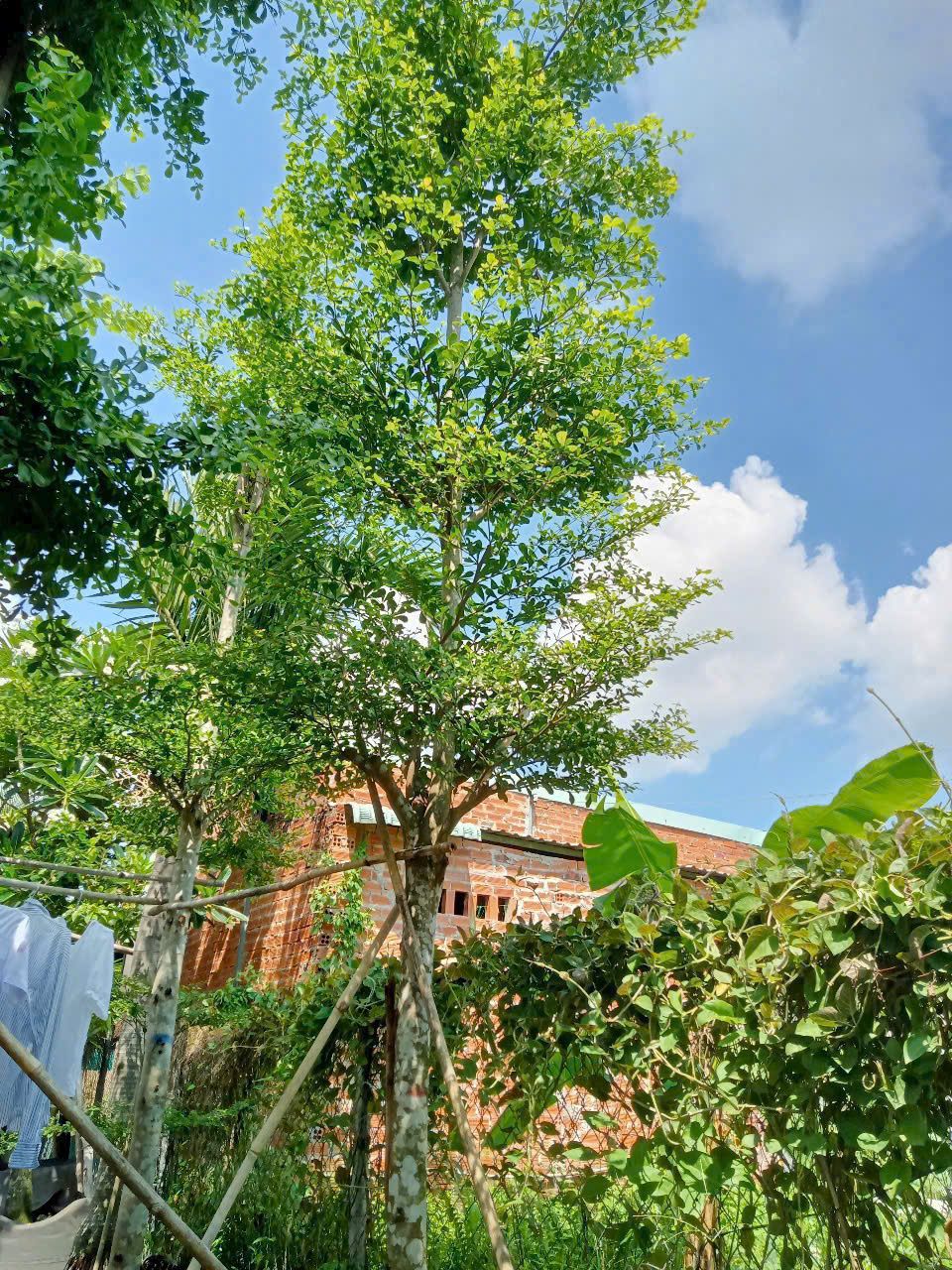 bàng đài loan