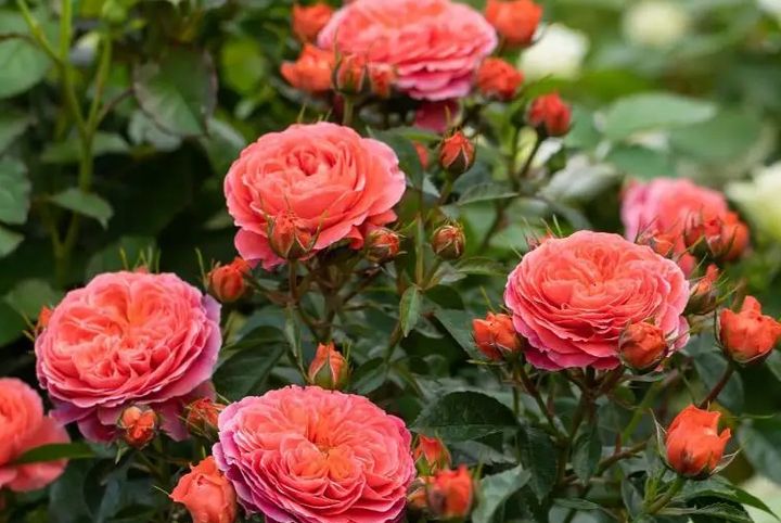 cham soc hoa hong trong chau