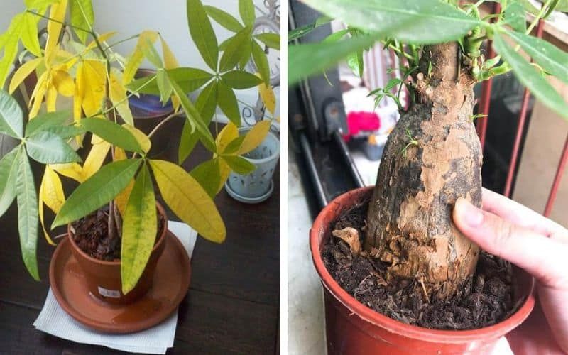 dieu tri cay vang la