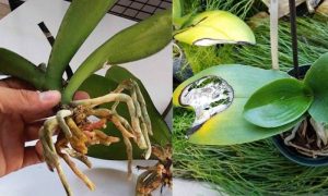 cây bị thối rễ