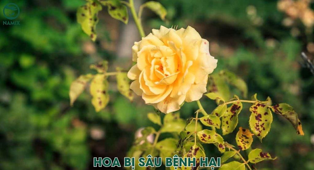 Nguyen Nhan Cay Bi Vang La