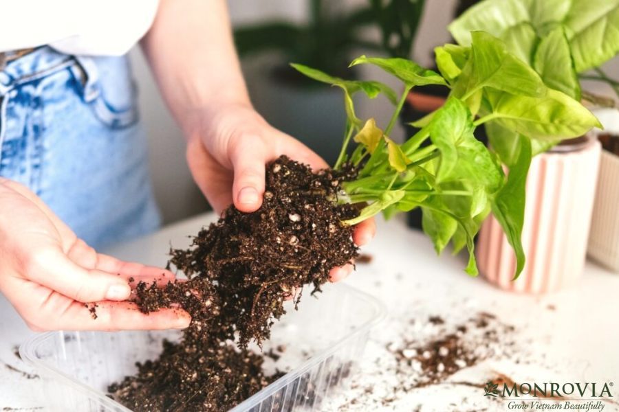 xu ly cay bi thoi re