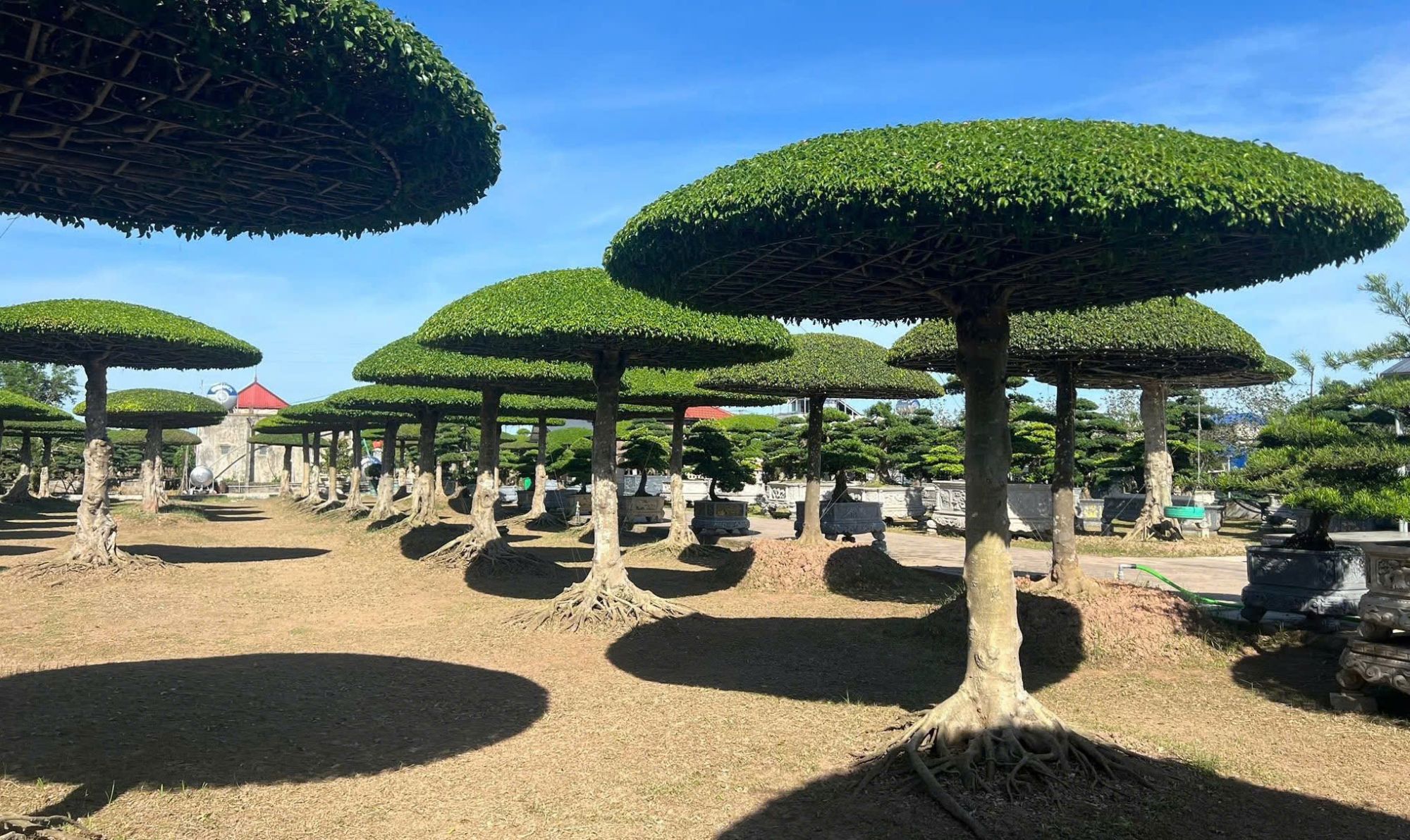 cây sanh lọng tán dù