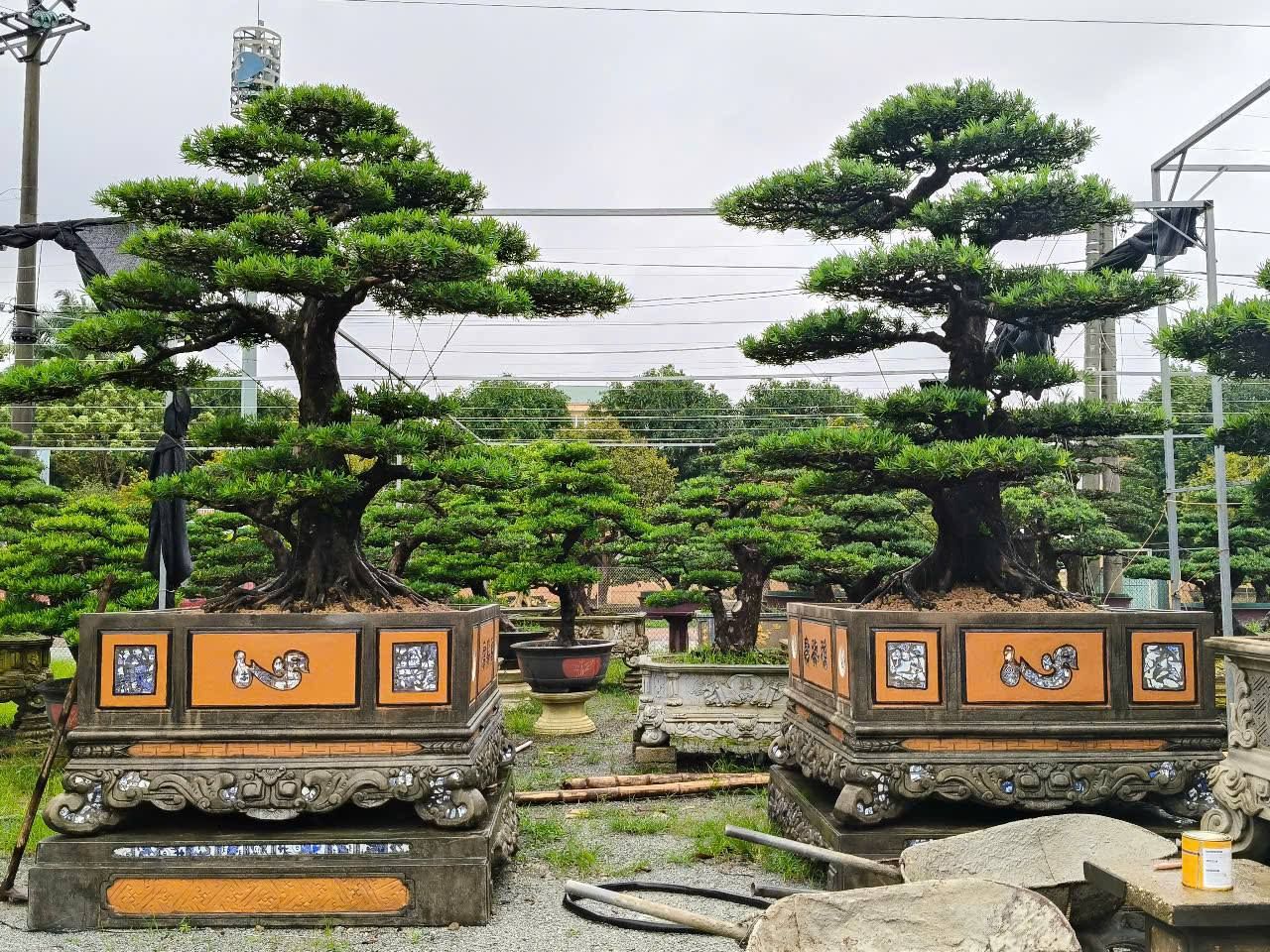 chăm sóc tùng la hán