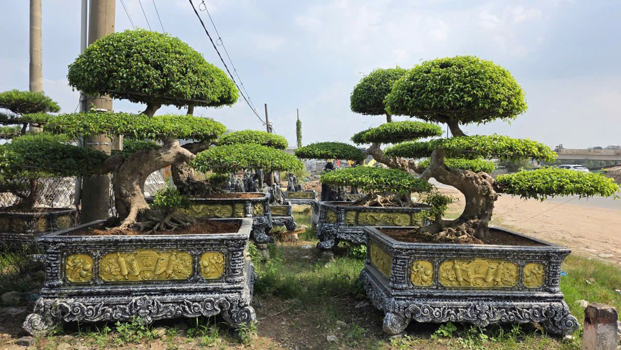 Cach Cham Soc Cay Sanh