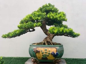 Cham Soc Cay Tung La Han