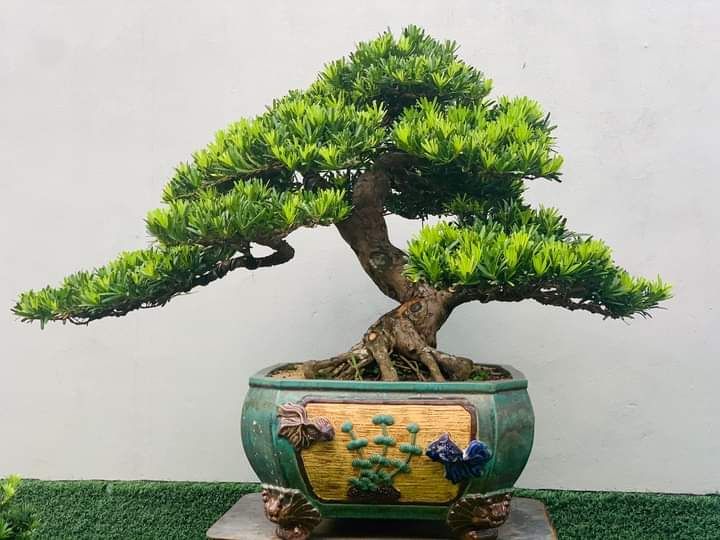 Cham Soc Cay Tung La Han