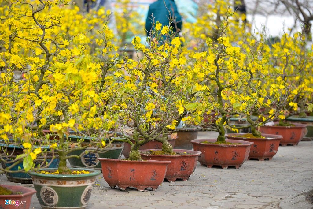 tuoi xong dat nam 2026