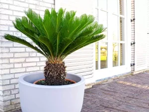 cách chăm sóc cây vạn tuế