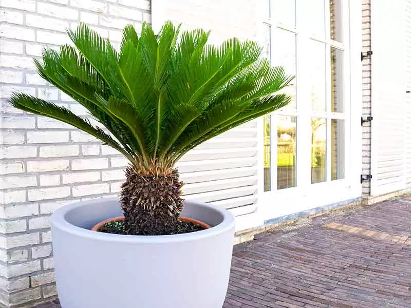 cách chăm sóc cây vạn tuế