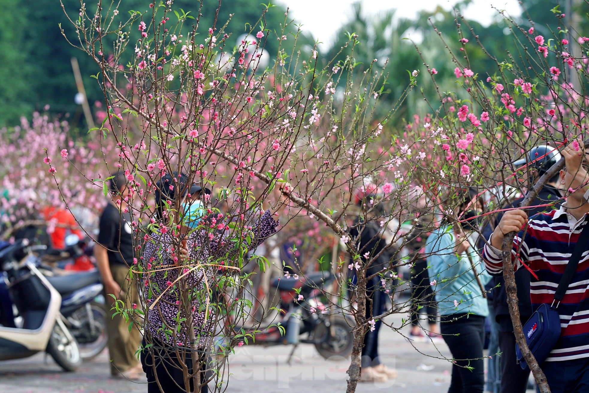 chon tuoi xong dat 2026