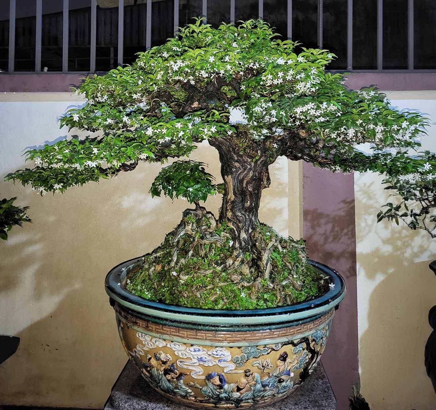 nguyet que bonsai