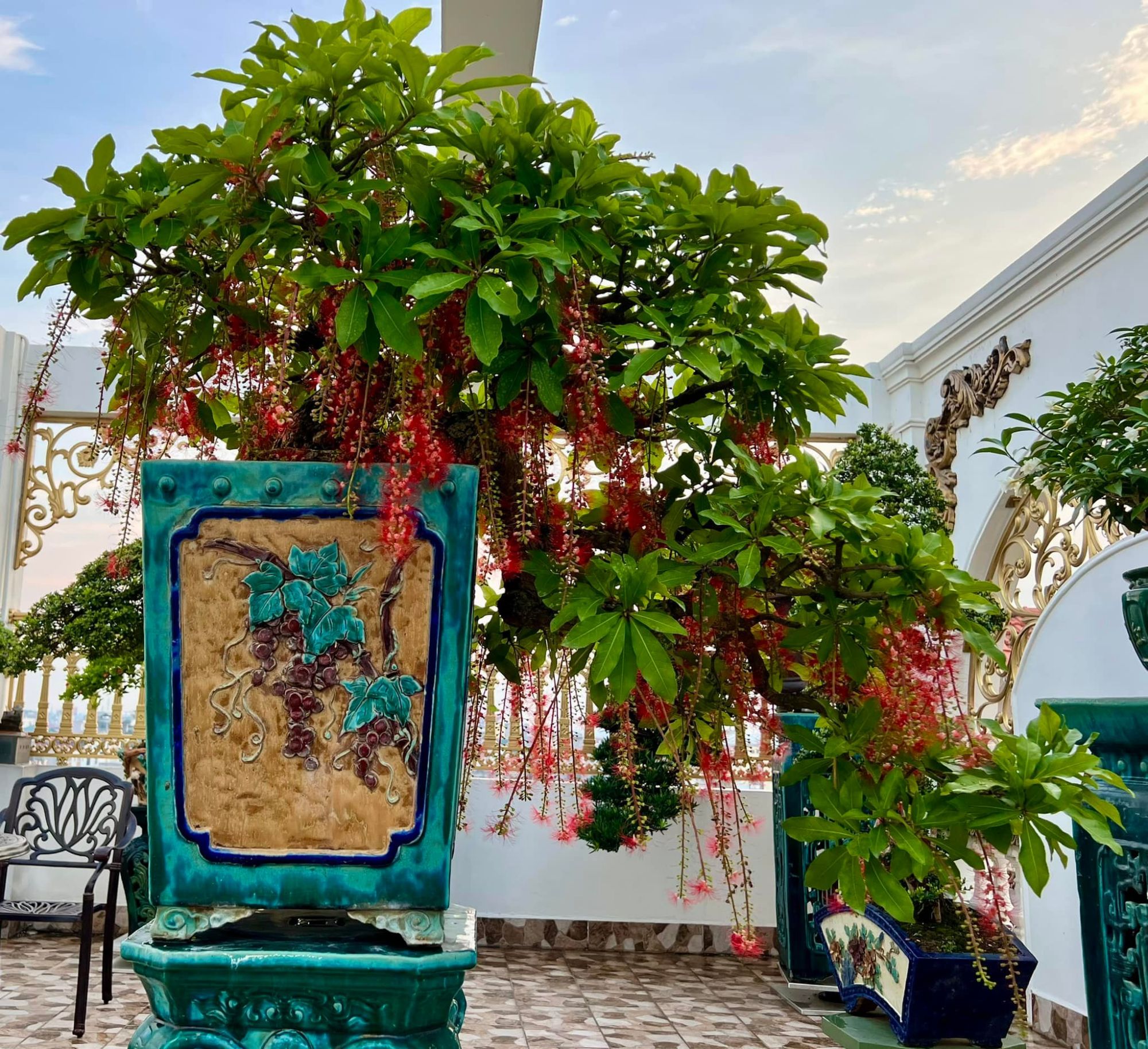 Cay Loc Vung Bon Sai