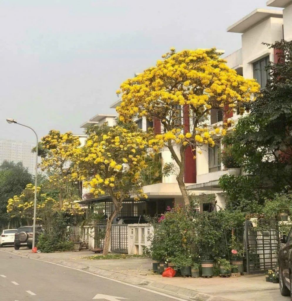 cay chuong vang gia re