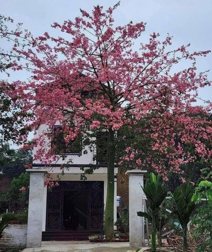 Cây Hồng Mỹ Nhân